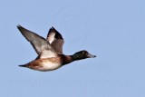 _MG_7051 Greater Scaup.jpg
