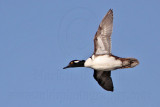 _MG_9651 Hooded Merganser.jpg