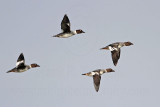 _MG_5593 Common Goldeneye.jpg