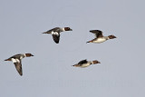 _MG_5594 Common Goldeneye.jpg