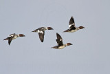 _MG_5598 Common Goldeneye.jpg