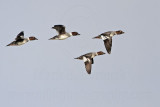 _MG_5599 Common Goldeneye.jpg