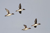 _MG_5608 Common Goldeneye.jpg