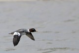 _MG_5816 Common Goldeneye.jpg
