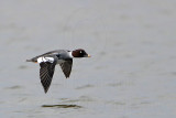 _MG_5817 Common Goldeneye.jpg