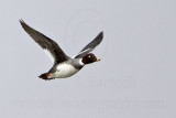 _MG_5830 Common Goldeneye.jpg
