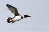 _MG_5843 Common Goldeneye.jpg