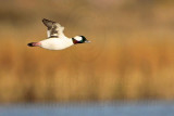 _MG_4721 Bufflehead.jpg