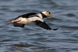 _MG_4912 Bufflehead.jpg