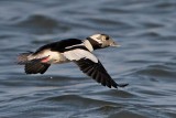 _MG_4913 Bufflehead.jpg