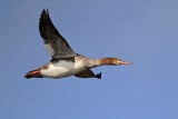 _MG_5906 Red-breasted Merganser.jpg