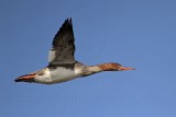 _MG_5912 Red-breasted Merganser.jpg