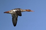 _MG_5914 Red-breasted Merganser.jpg