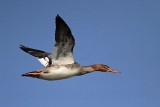 _MG_5917 Red-breasted Merganser.jpg