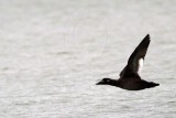 _MG_5975 White-winged Scoter.jpg