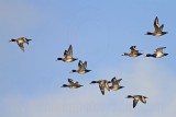 _MG_9756 Lesser Scaup.jpg