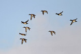 _MG_9934 Lesser Scaup.jpg