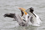 _MG_7527 Brown & American White Pelican.jpg