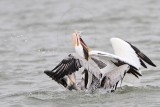 _MG_7529 Brown & American White Pelican.jpg