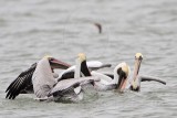 _MG_7543 Brown & American White Pelican.jpg