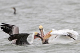 _MG_7571 Brown & American White Pelican.jpg