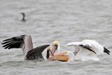 _MG_7572 Brown & American White Pelican.jpg