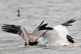 _MG_7574 Brown & American White Pelican.jpg