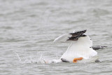 _MG_7635 Brown & American White Pelican.jpg