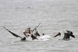 _MG_7648 Brown & American White Pelican.jpg