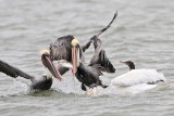 _MG_7648crop Brown & American White Pelican.jpg