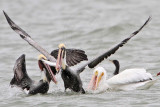 _MG_7649 Brown & American White Pelican.jpg