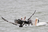 _MG_7650 Brown & American White Pelican.jpg