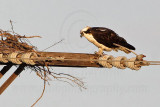 Osprey trying to build a nest - Upper Texas Coast