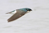 _MG_2492 Tree Swallow.jpg