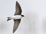 _MG_2732 Tree Swallow.jpg