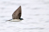 _MG_2796 Tree Swallow.jpg