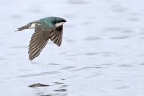 _MG_2835 Tree Swallow.jpg