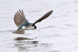 _MG_2861 Tree Swallow.jpg