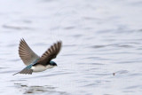 _MG_2898 Tree Swallow.jpg