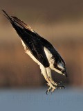 _MG_3449 Osprey.jpg