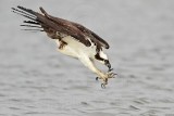 _MG_1315 Osprey.jpg