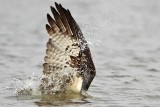 _MG_1316 Osprey.jpg