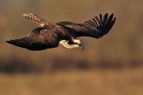 _MG_0649 Osprey.jpg