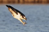 _MG_0650 Osprey.jpg