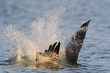 _MG_0651 Osprey.jpg