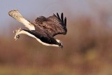 _MG_2713 Osprey.jpg