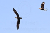 _MG_5261 Osprey & Crested Caracara.jpg