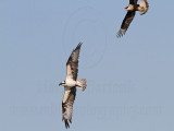 _MG_5303 Osprey & Crested Caracara.jpg