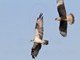 _MG_5306 Osprey & Crested Caracara.jpg