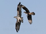 _MG_5307 Osprey & Crested Caracara.jpg